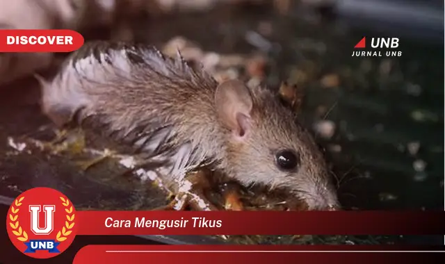 cara mengusir tikus