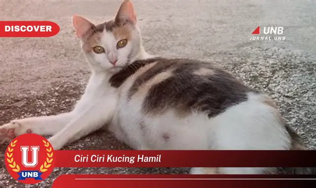 ciri ciri kucing hamil