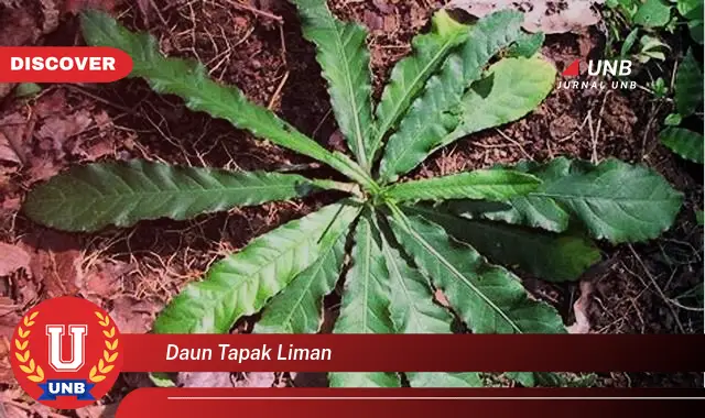 daun tapak liman