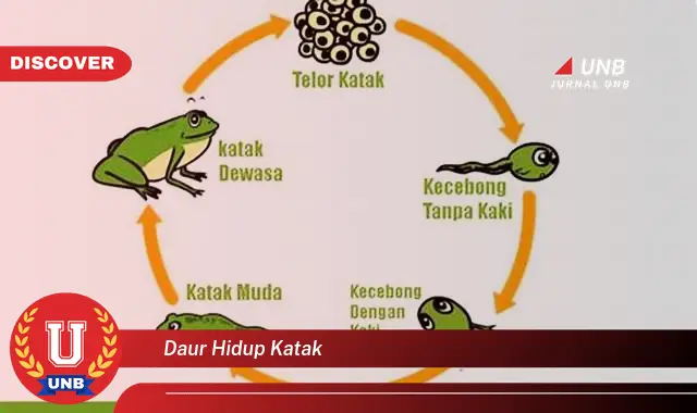 daur hidup katak