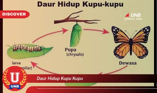 daur hidup kupu kupu