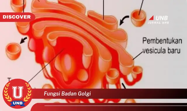 fungsi badan golgi