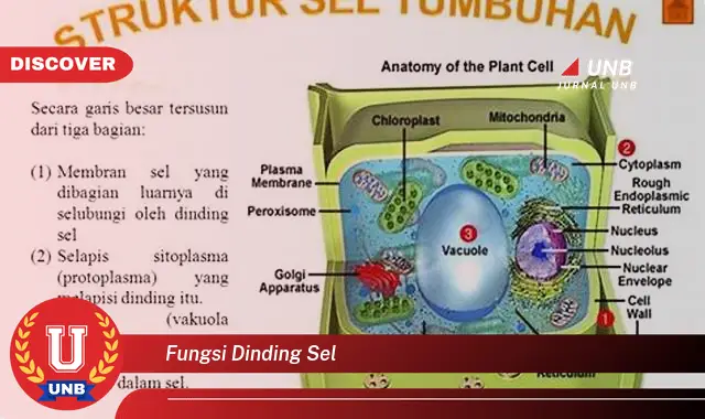 fungsi dinding sel