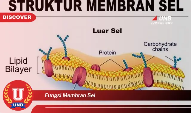 fungsi membran sel