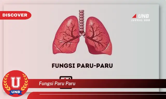 fungsi paru paru