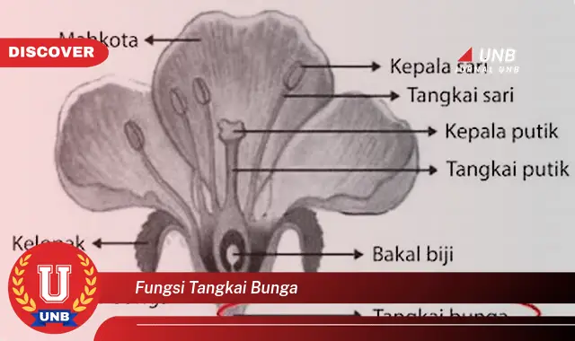 fungsi tangkai bunga