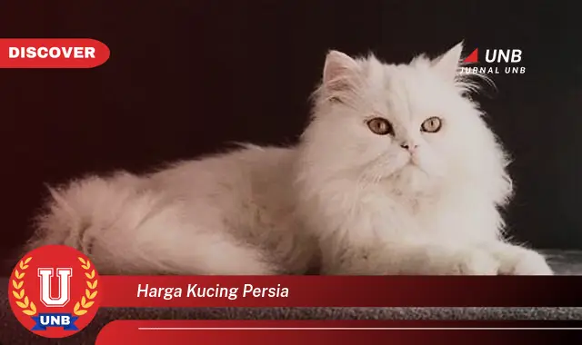 harga kucing persia