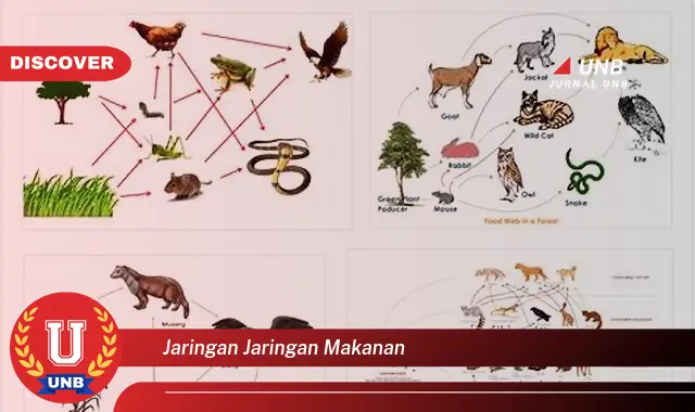 jaringan jaringan makanan