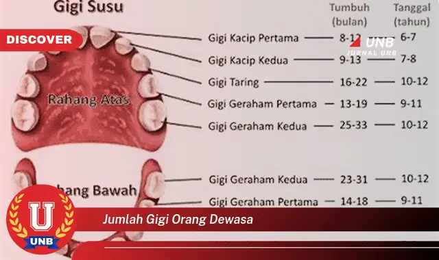 jumlah gigi orang dewasa