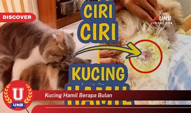 kucing hamil berapa bulan