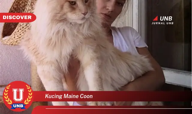 kucing maine coon