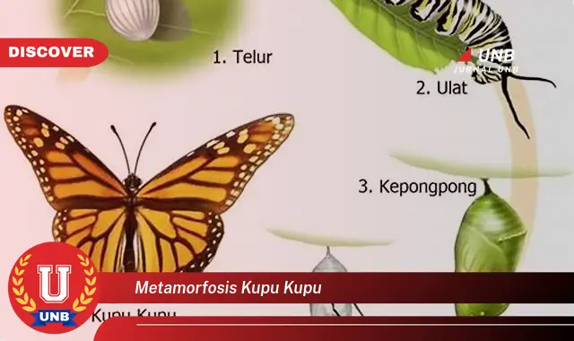 metamorfosis kupu kupu