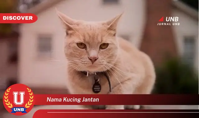 nama kucing jantan