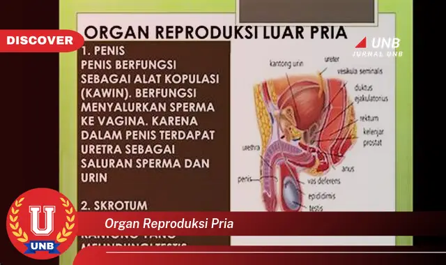 organ reproduksi pria