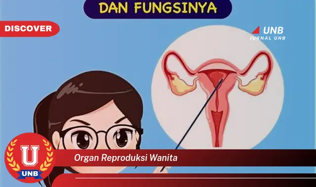 organ reproduksi wanita