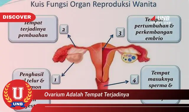 ovarium adalah tempat terjadinya