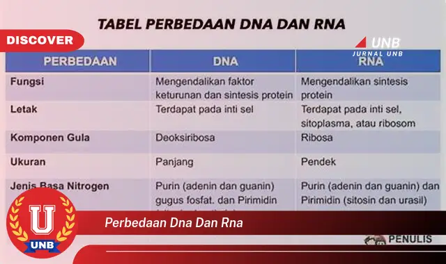 perbedaan dna dan rna