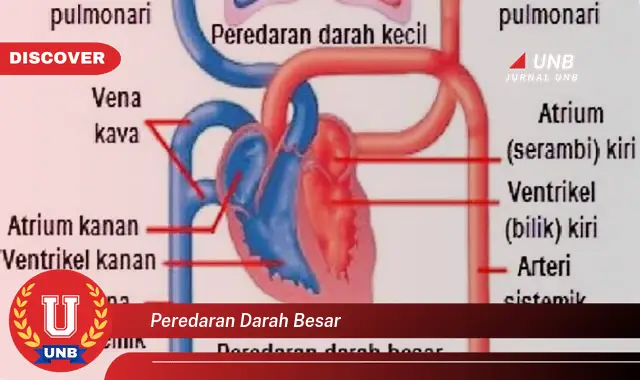 peredaran darah besar peredaran darah besar