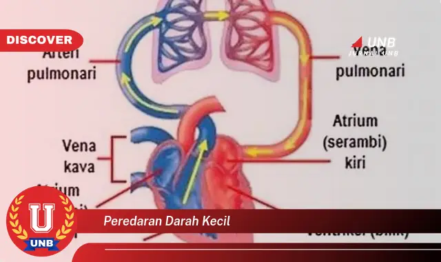 peredaran darah kecil