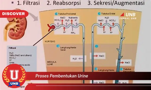 proses pembentukan urine