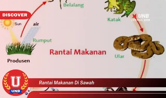 rantai makanan di sawah