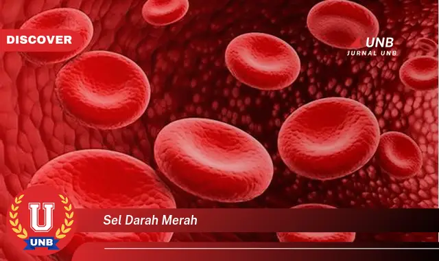 sel darah merah