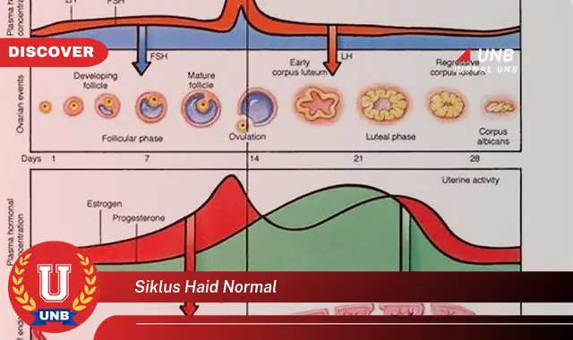 siklus haid normal