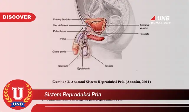 sistem reproduksi pria