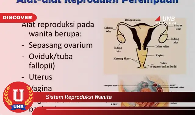 sistem reproduksi wanita