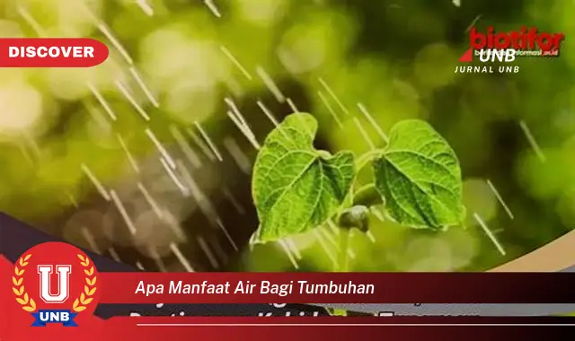 apa manfaat air bagi tumbuhan