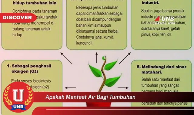 apakah manfaat air bagi tumbuhan