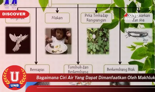 bagaimana ciri air yang dapat dimanfaatkan oleh makhluk hidup