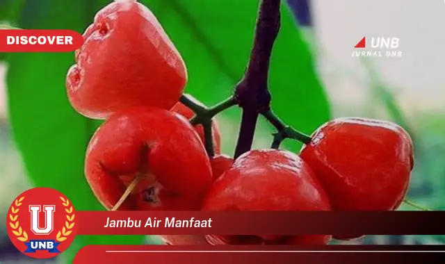 jambu air manfaat