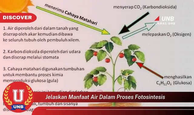 jelaskan manfaat air dalam proses fotosintesis