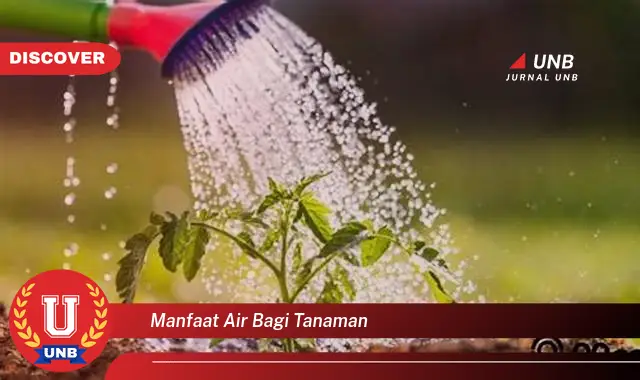 manfaat air bagi tanaman