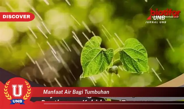 manfaat air bagi tumbuhan