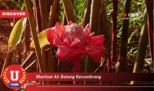 manfaat air batang kecombrang