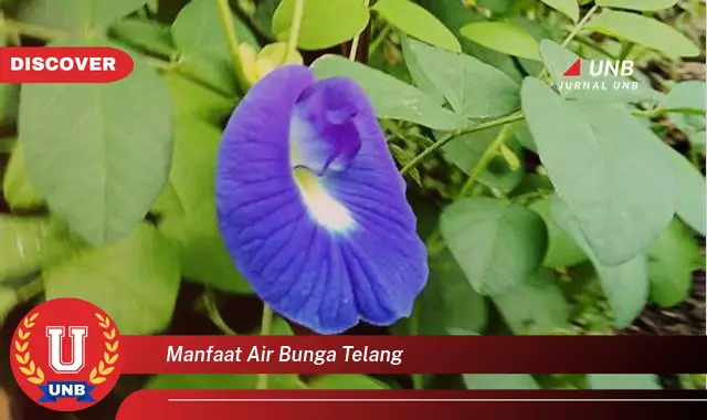 manfaat air bunga telang