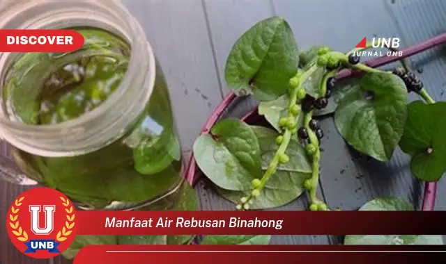 manfaat air rebusan binahong