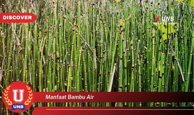 manfaat bambu air