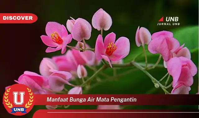 manfaat bunga air mata pengantin