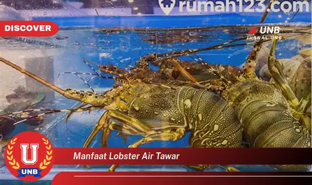 manfaat lobster air tawar manfaat lobster air tawar
