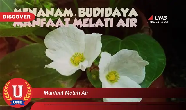 manfaat melati air