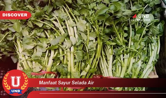 manfaat sayur selada air manfaat sayur selada air