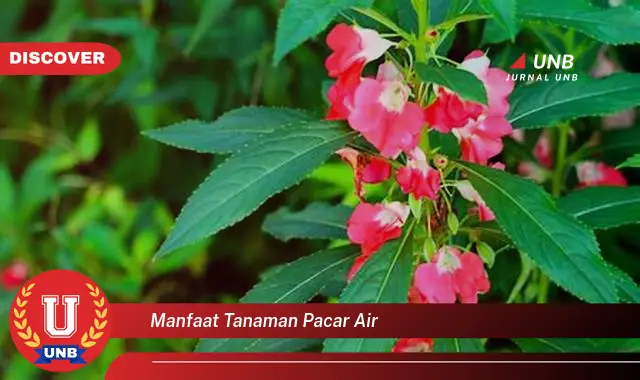 manfaat tanaman pacar air manfaat tanaman pacar air
