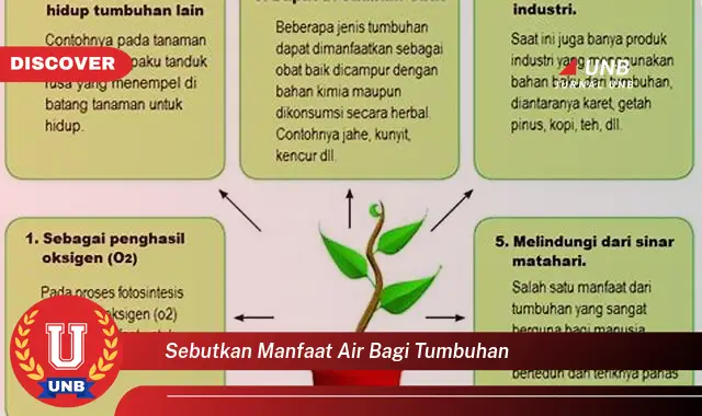 sebutkan manfaat air bagi tumbuhan sebutkan manfaat air bagi tumbuhan
