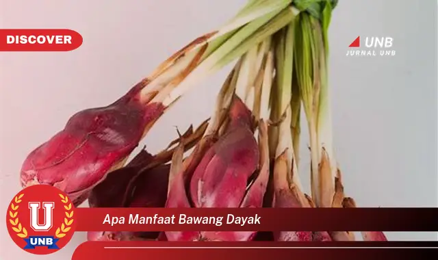 apa manfaat bawang dayak