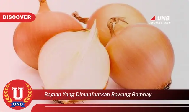 bagian yang dimanfaatkan bawang bombay