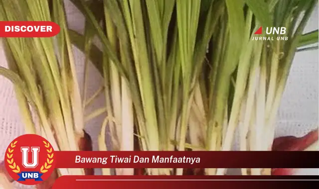 bawang tiwai dan manfaatnya