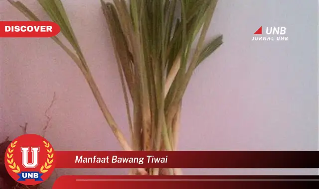 manfaat bawang tiwai